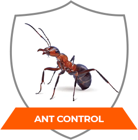 ANT CONTROL