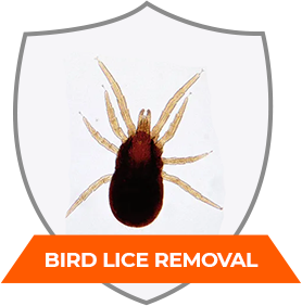 BIRD LICE REMOVAL