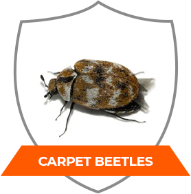CARPET BEETLES