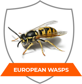EUROPEAN WASPS