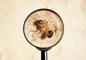 Pre-Purchase-Inspections