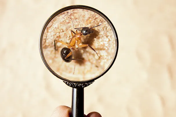 Thorough-Inspection-Identificati